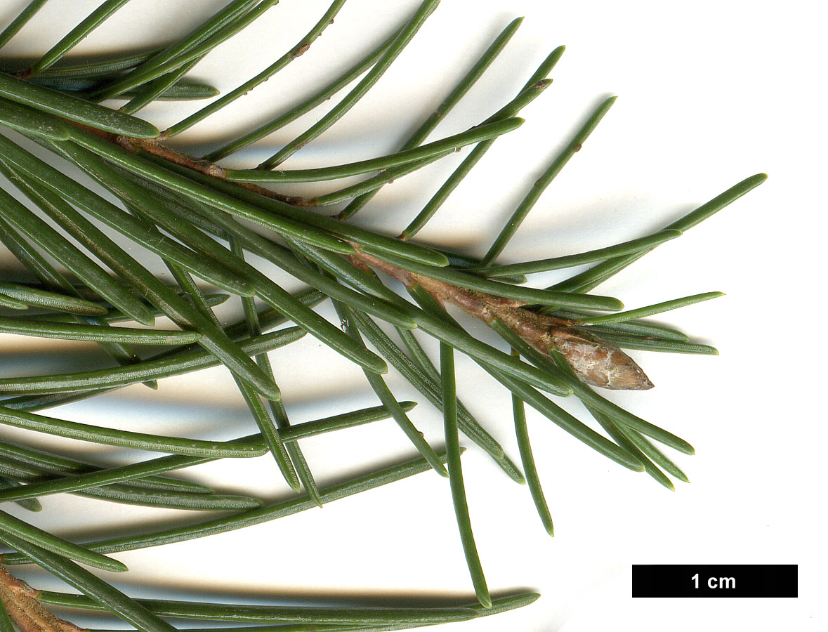 High resolution image: Family: Pinaceae - Genus: Picea - Taxon: breweriana