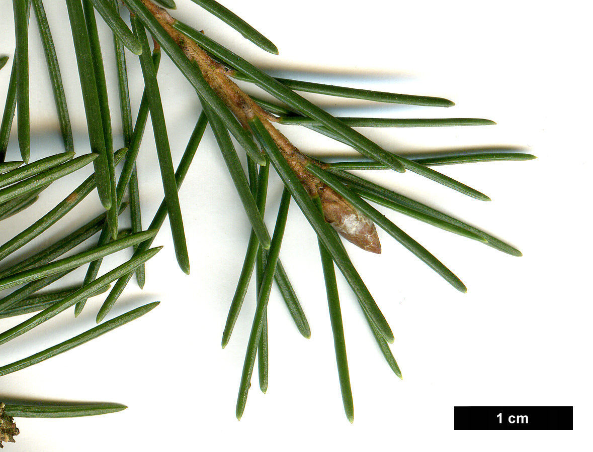 High resolution image: Family: Pinaceae - Genus: Picea - Taxon: breweriana