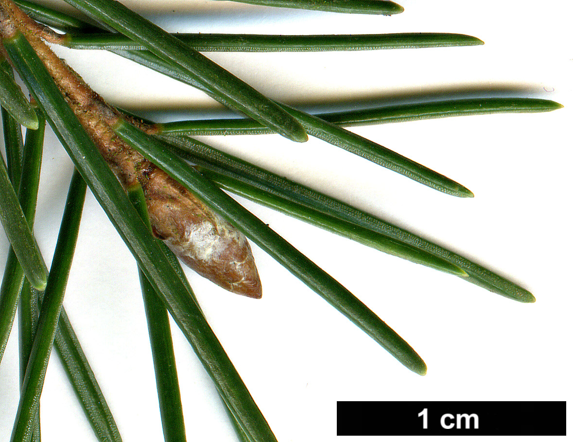 High resolution image: Family: Pinaceae - Genus: Picea - Taxon: breweriana