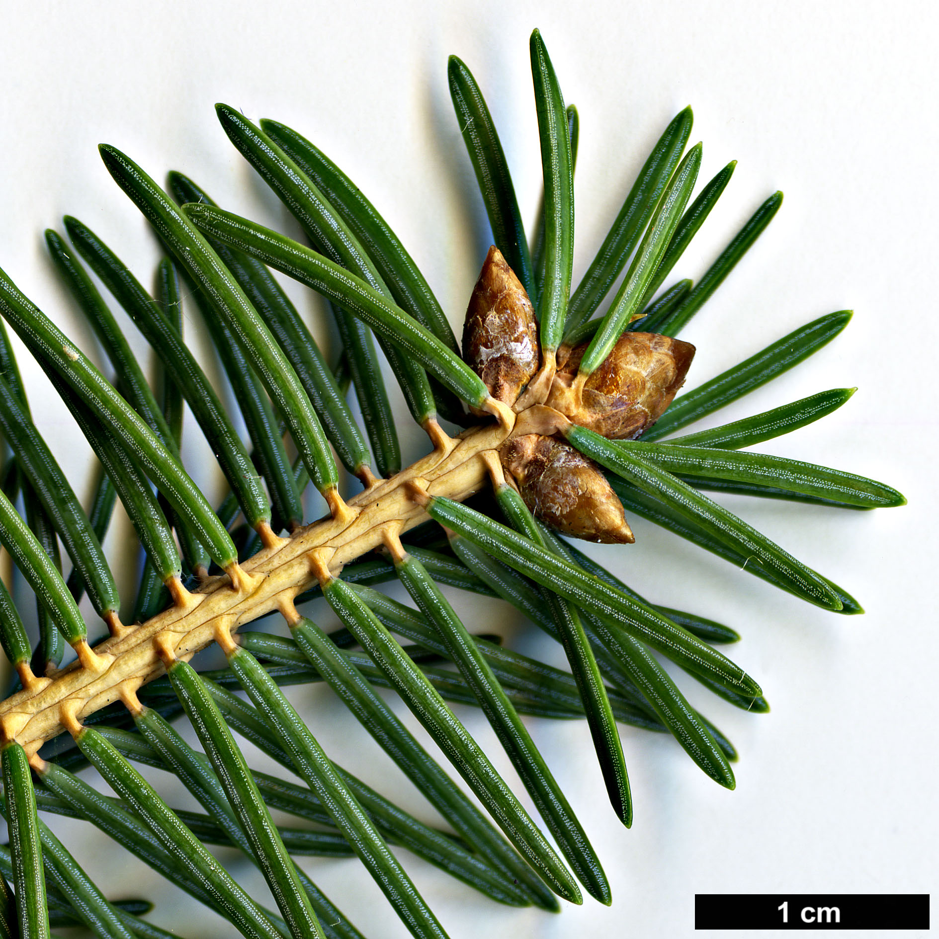 High resolution image: Family: Pinaceae - Genus: Picea - Taxon: crassifolia