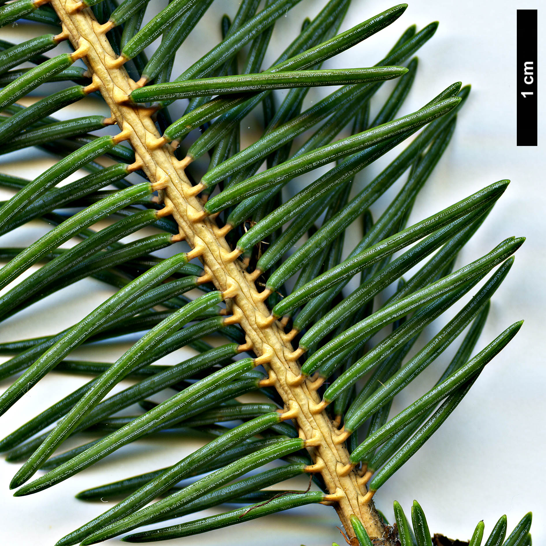 High resolution image: Family: Pinaceae - Genus: Picea - Taxon: crassifolia