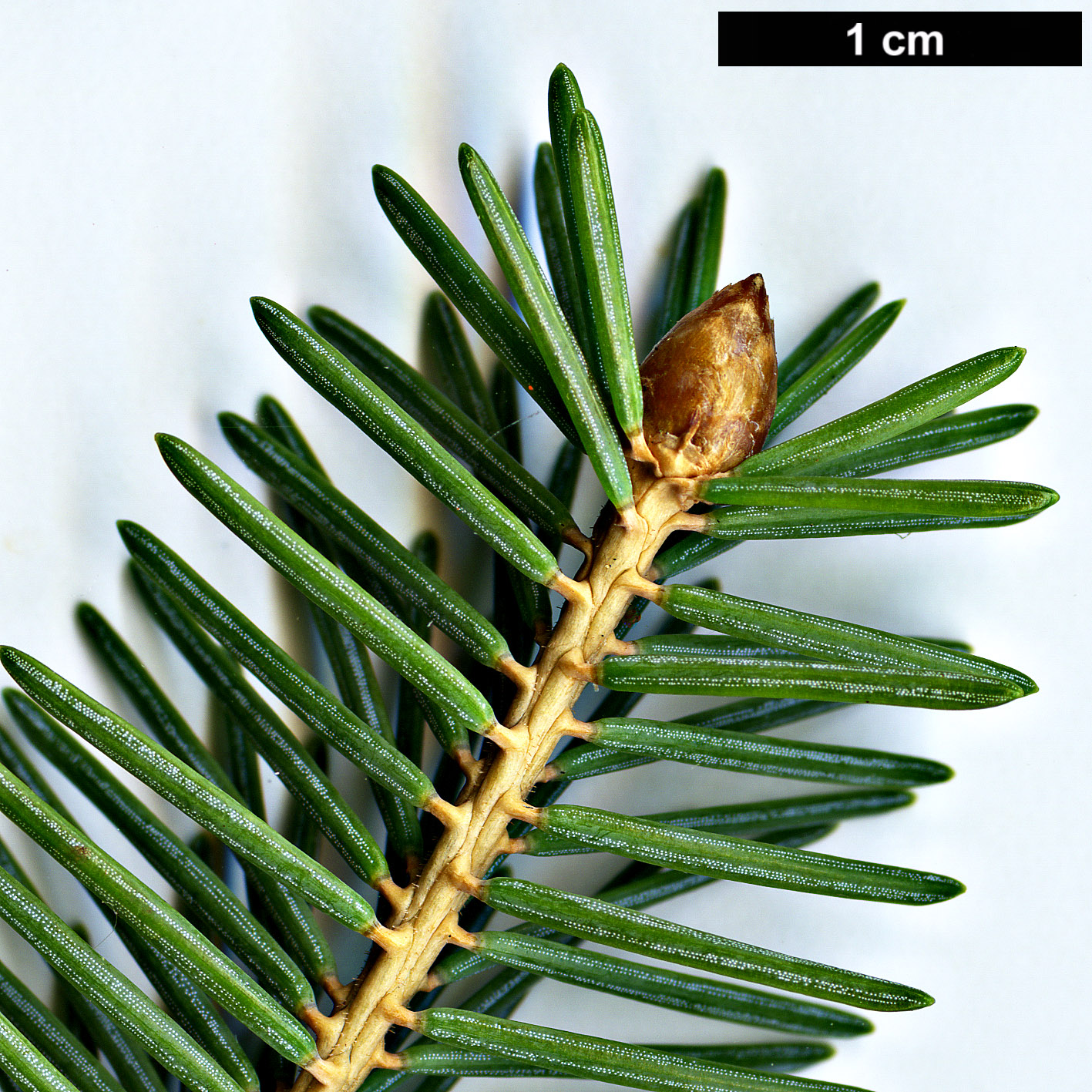 High resolution image: Family: Pinaceae - Genus: Picea - Taxon: crassifolia