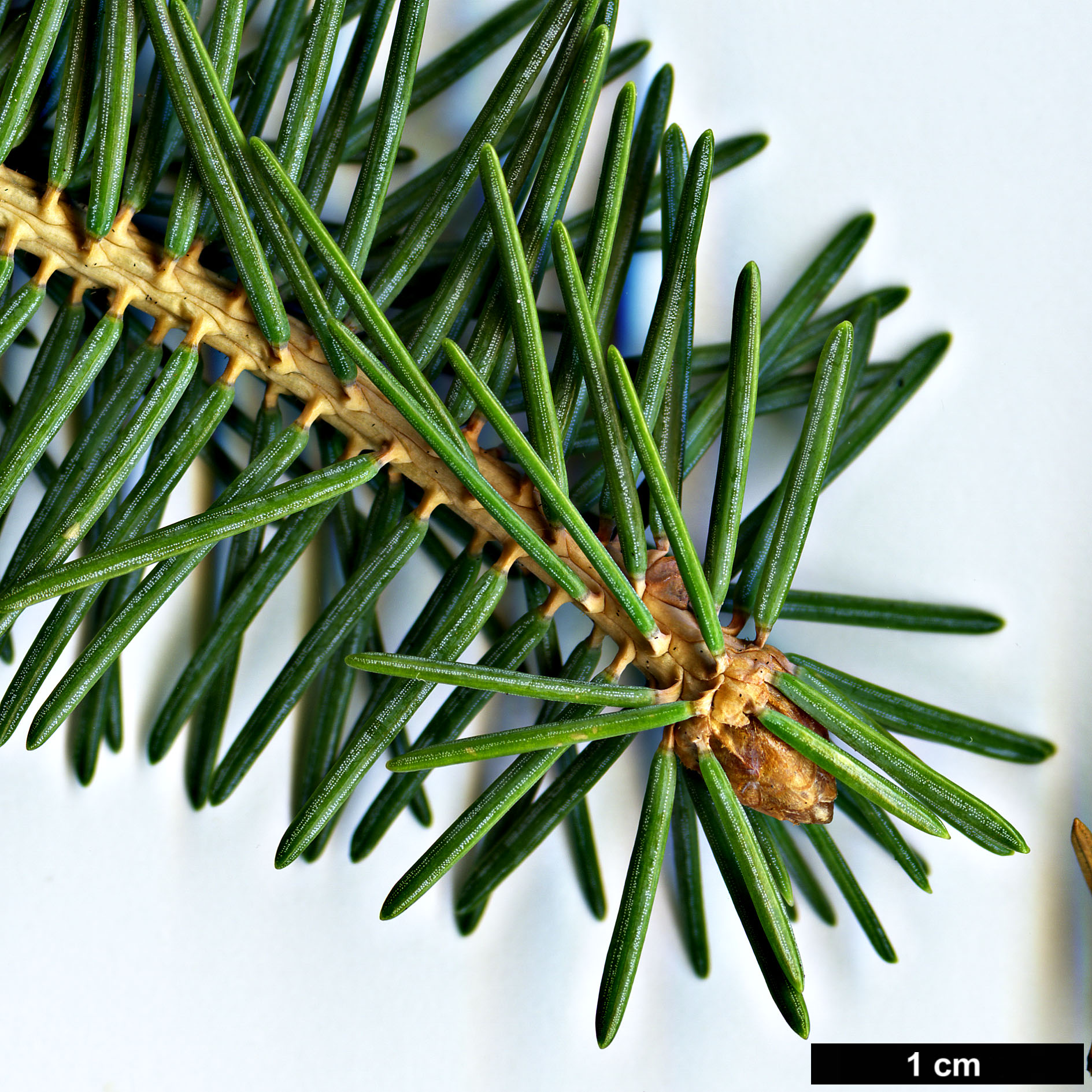 High resolution image: Family: Pinaceae - Genus: Picea - Taxon: crassifolia