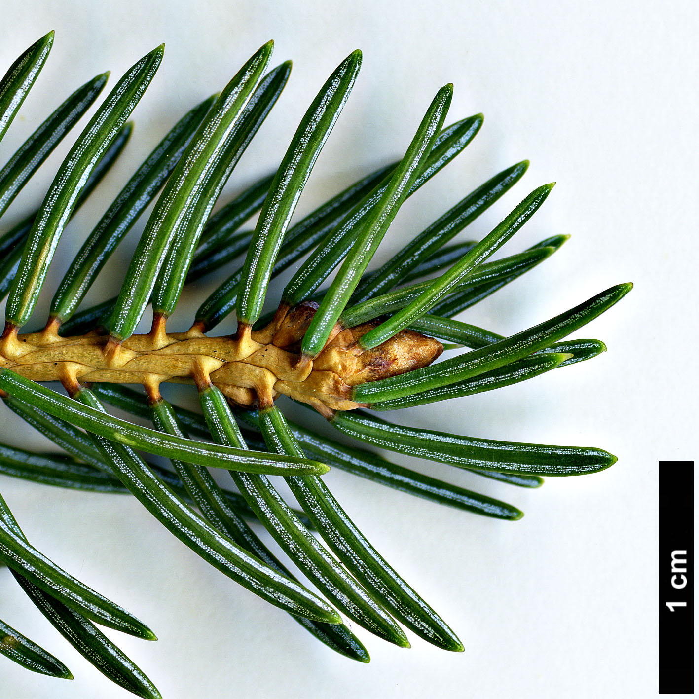 High resolution image: Family: Pinaceae - Genus: Picea - Taxon: crassifolia