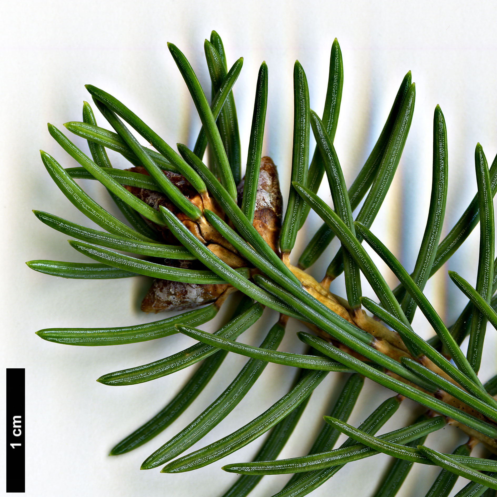 High resolution image: Family: Pinaceae - Genus: Picea - Taxon: crassifolia