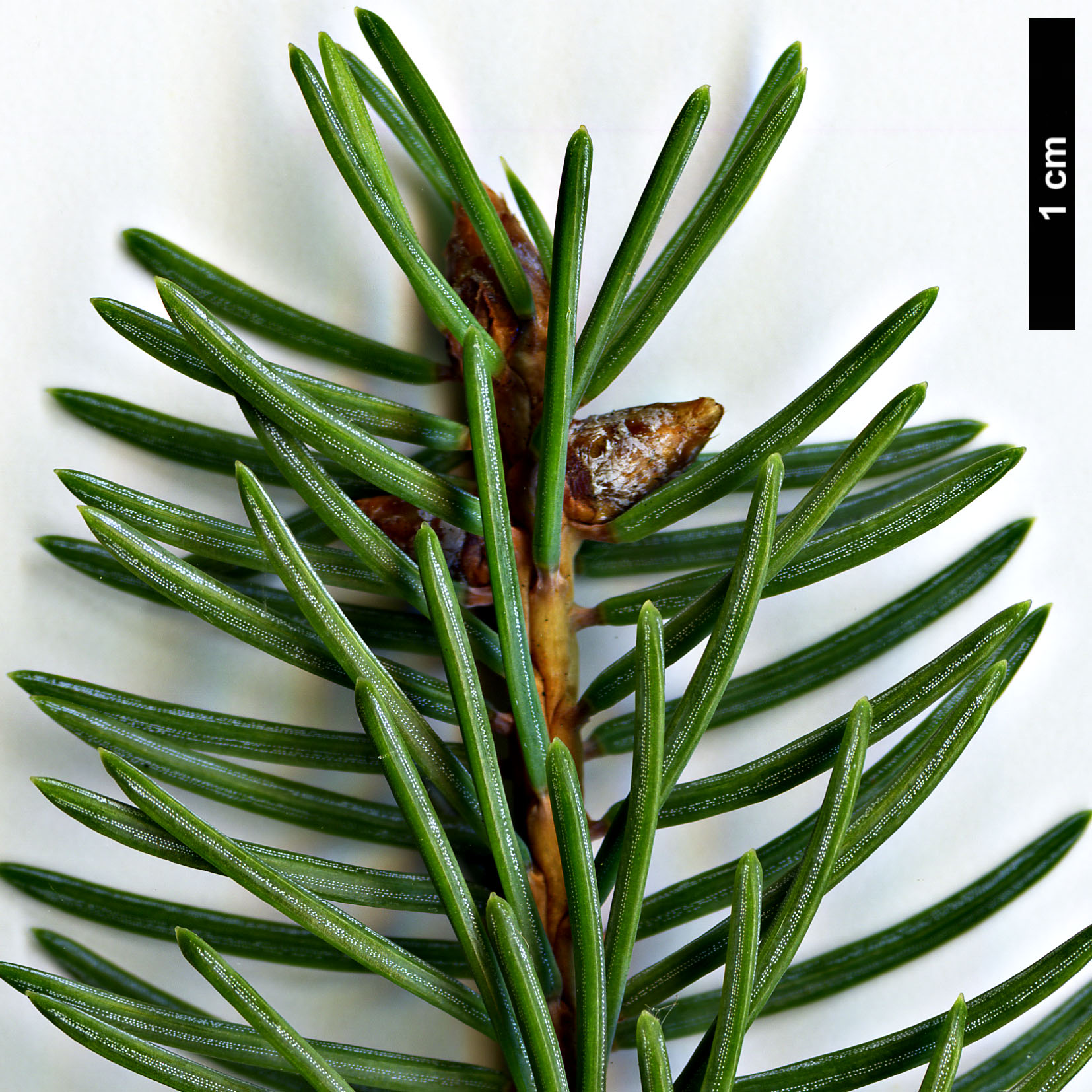 High resolution image: Family: Pinaceae - Genus: Picea - Taxon: crassifolia