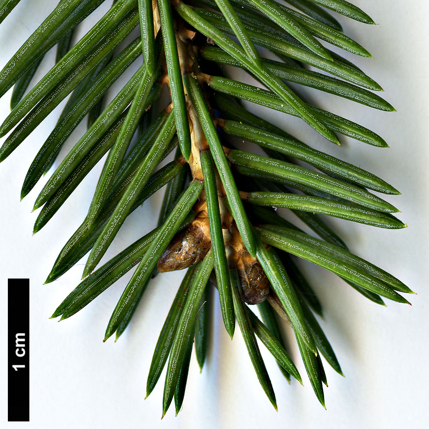 High resolution image: Family: Pinaceae - Genus: Picea - Taxon: crassifolia