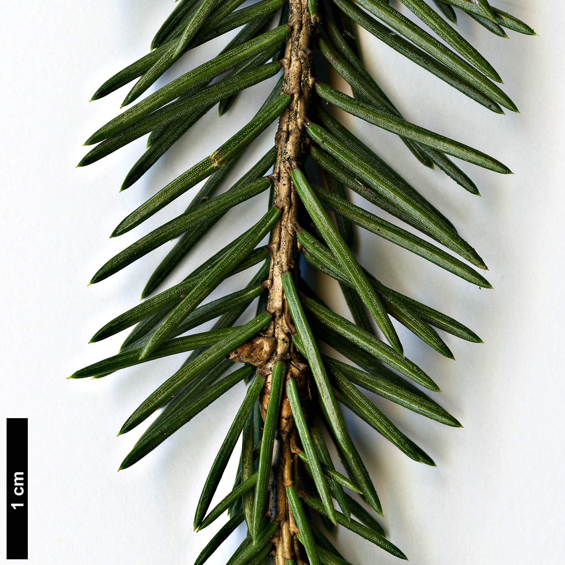 High resolution image: Family: Pinaceae - Genus: Picea - Taxon: crassifolia