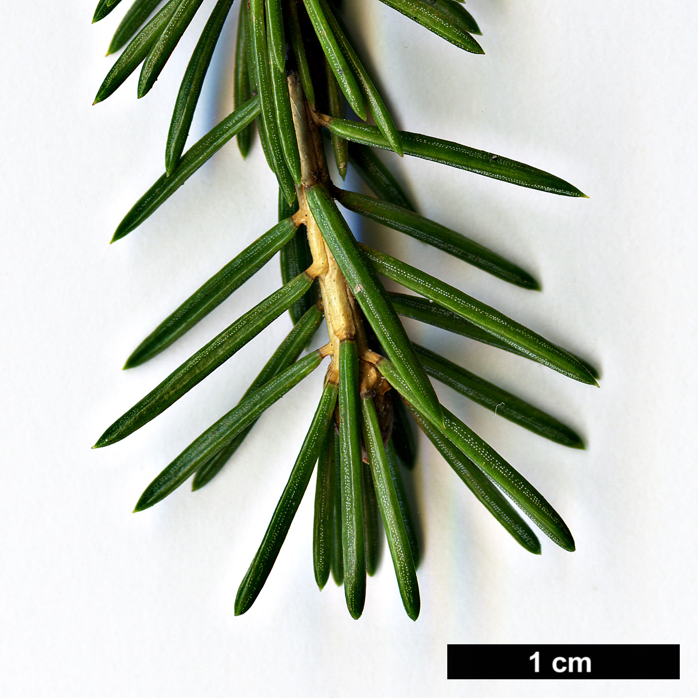 High resolution image: Family: Pinaceae - Genus: Picea - Taxon: crassifolia