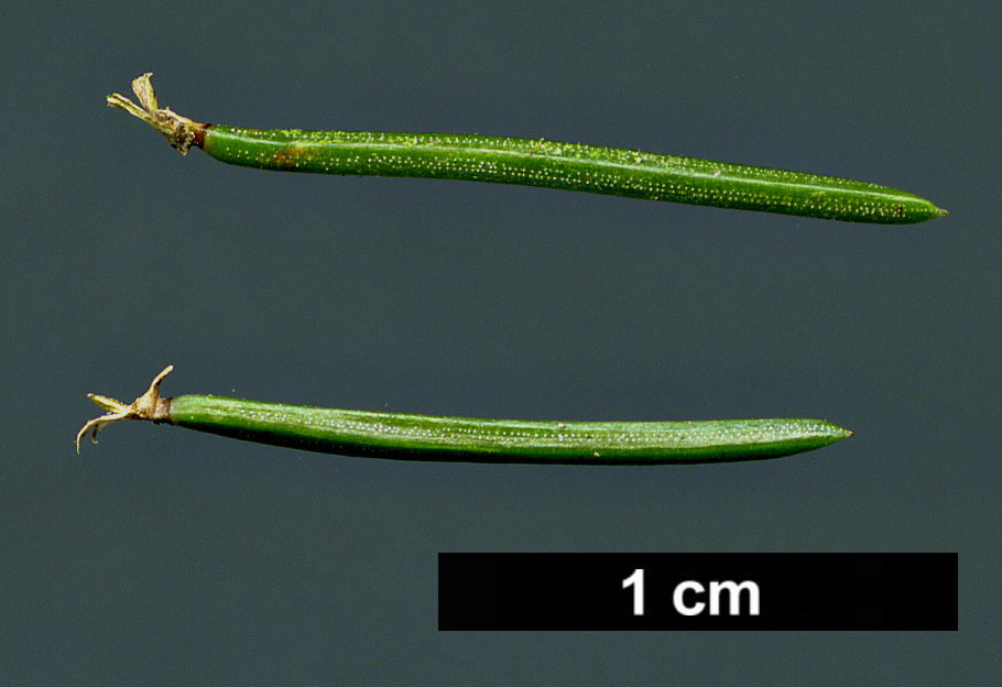 High resolution image: Family: Pinaceae - Genus: Picea - Taxon: crassifolia