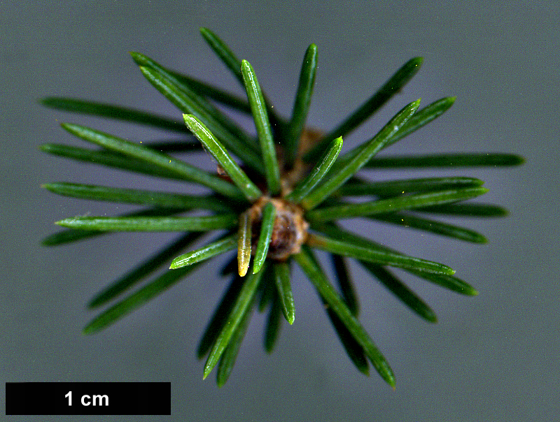 High resolution image: Family: Pinaceae - Genus: Picea - Taxon: crassifolia