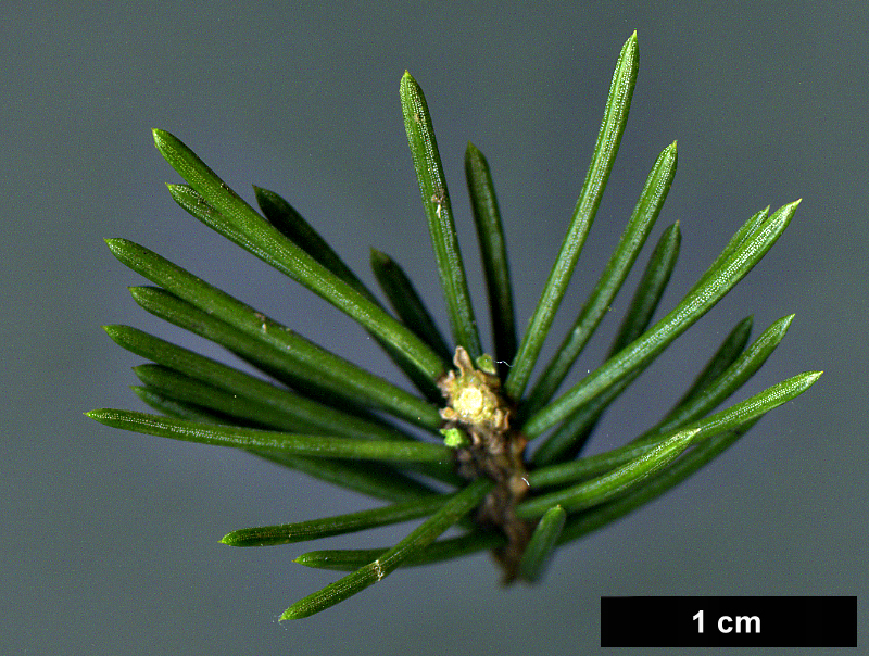 High resolution image: Family: Pinaceae - Genus: Picea - Taxon: crassifolia