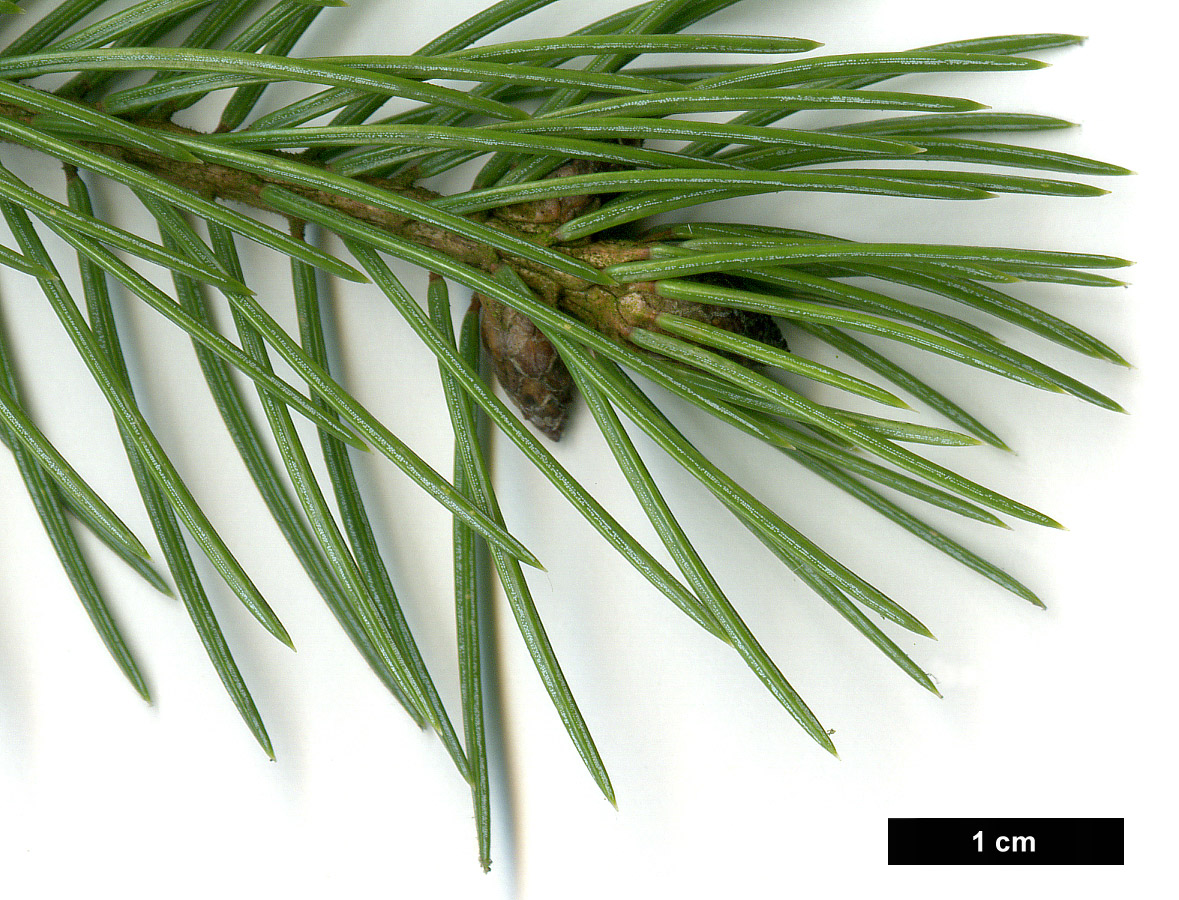 High resolution image: Family: Pinaceae - Genus: Picea - Taxon: engelmannii