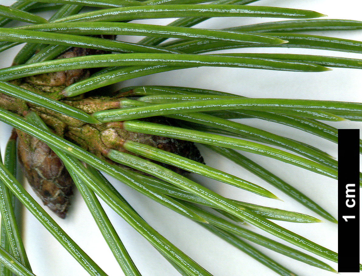 High resolution image: Family: Pinaceae - Genus: Picea - Taxon: engelmannii