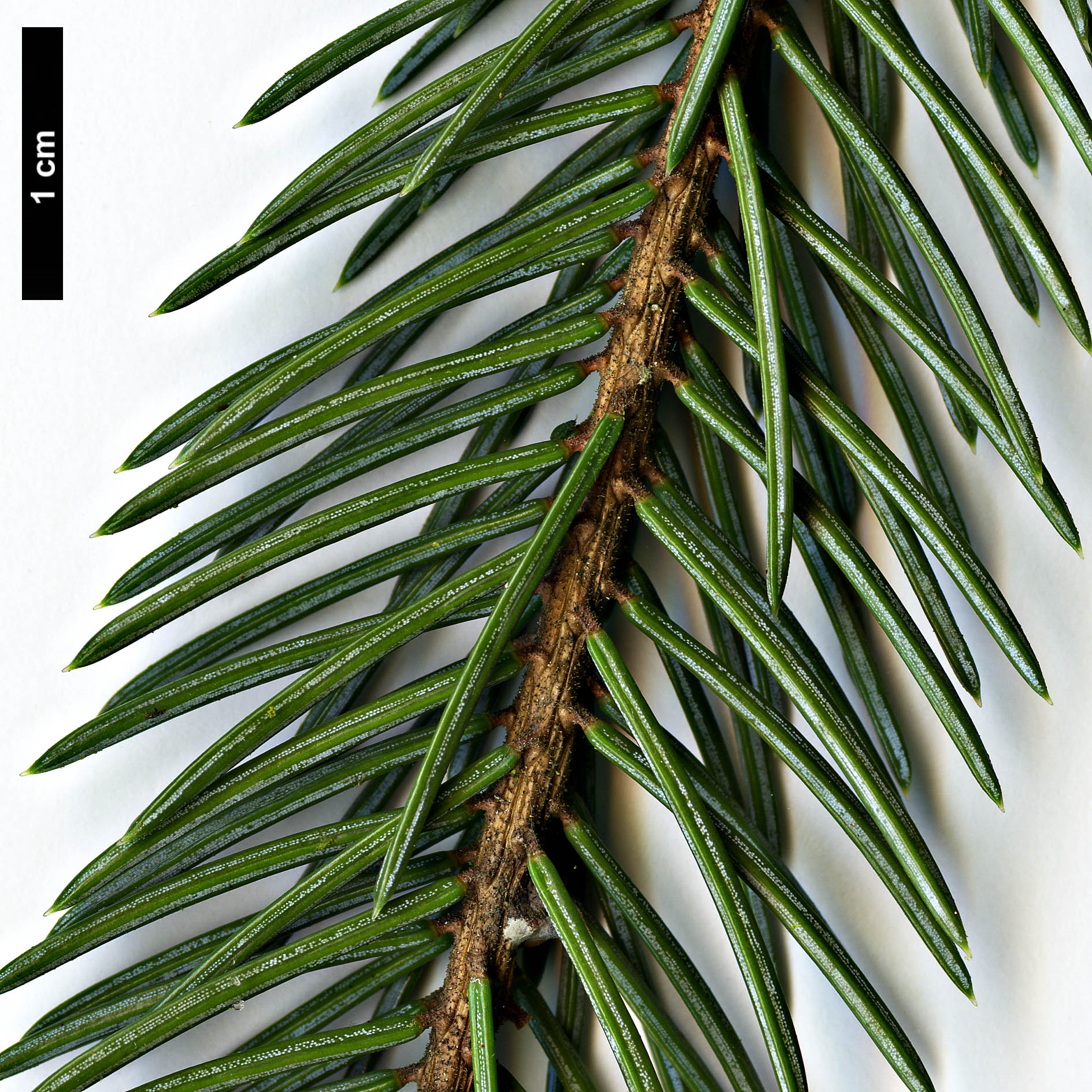 High resolution image: Family: Pinaceae - Genus: Picea - Taxon: engelmannii