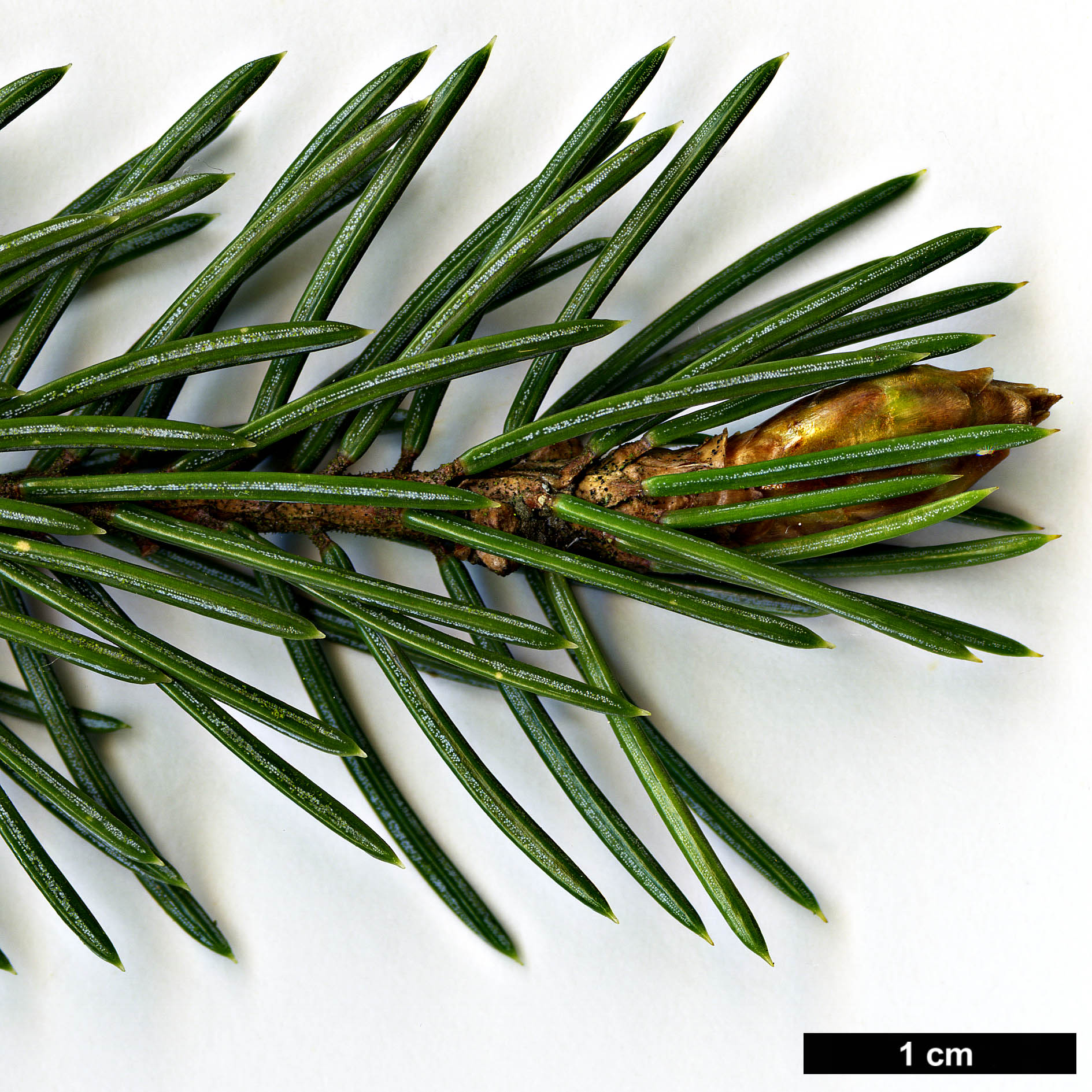 High resolution image: Family: Pinaceae - Genus: Picea - Taxon: engelmannii