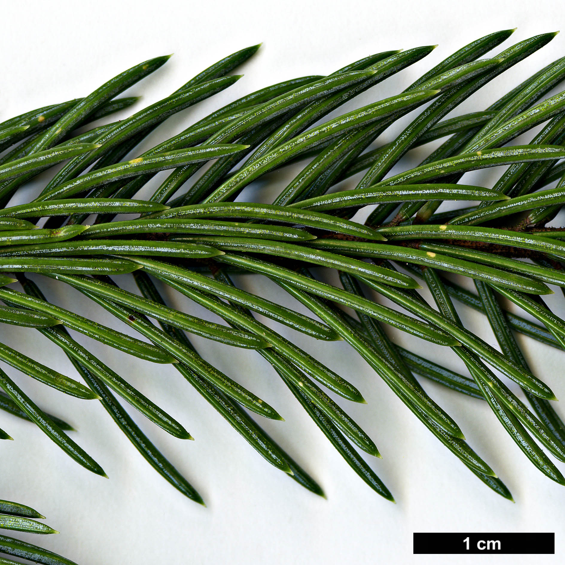 High resolution image: Family: Pinaceae - Genus: Picea - Taxon: engelmannii