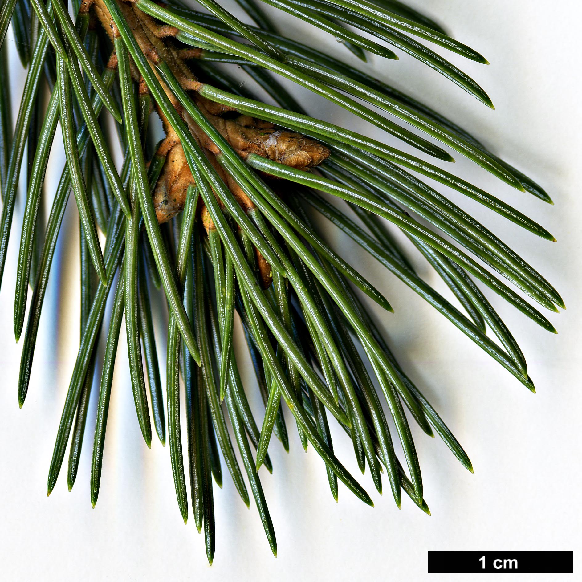 High resolution image: Family: Pinaceae - Genus: Picea - Taxon: engelmannii