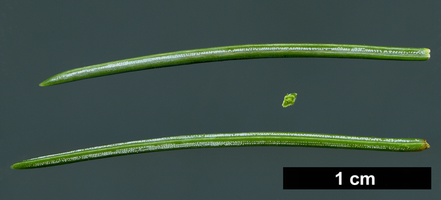 High resolution image: Family: Pinaceae - Genus: Picea - Taxon: engelmannii