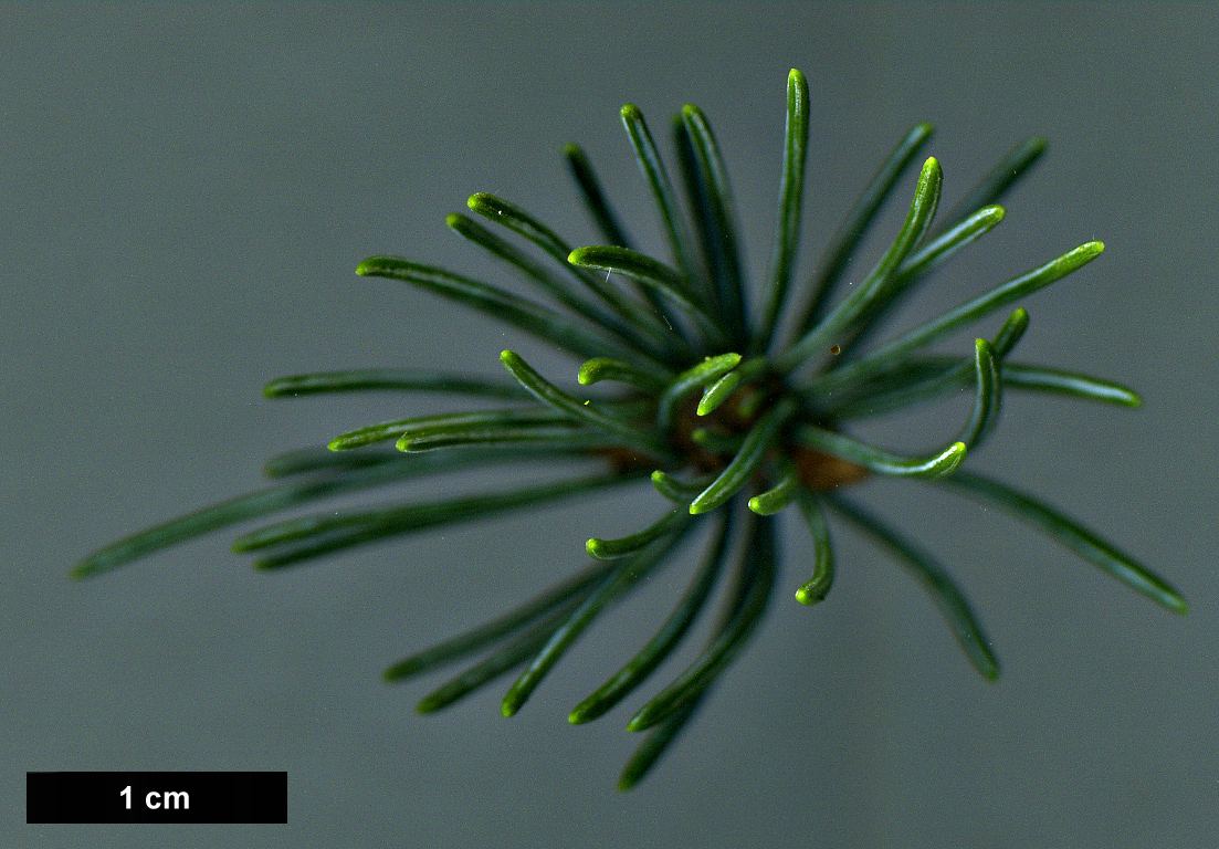 High resolution image: Family: Pinaceae - Genus: Picea - Taxon: engelmannii