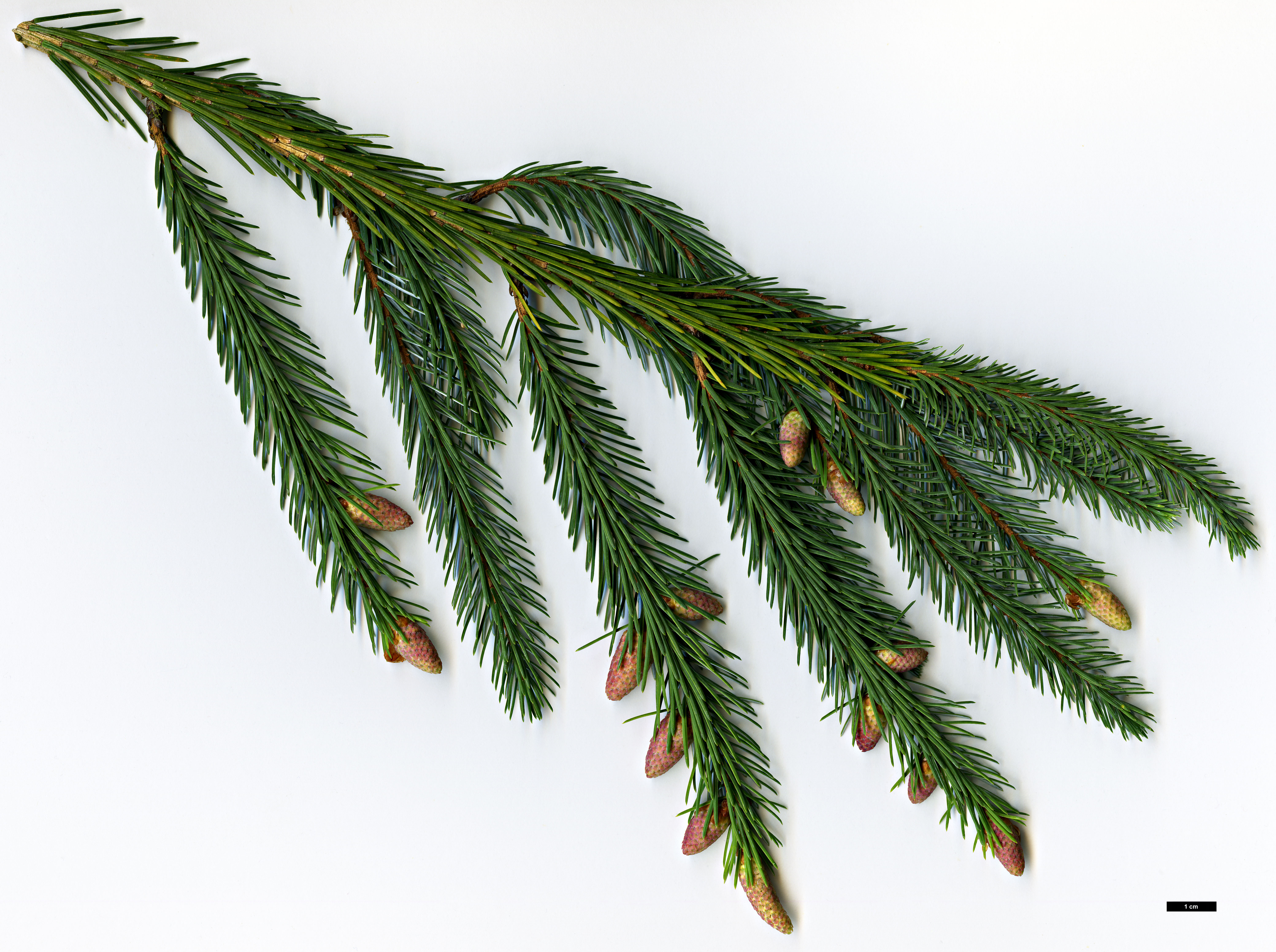 High resolution image: Family: Pinaceae - Genus: Picea - Taxon: farreri