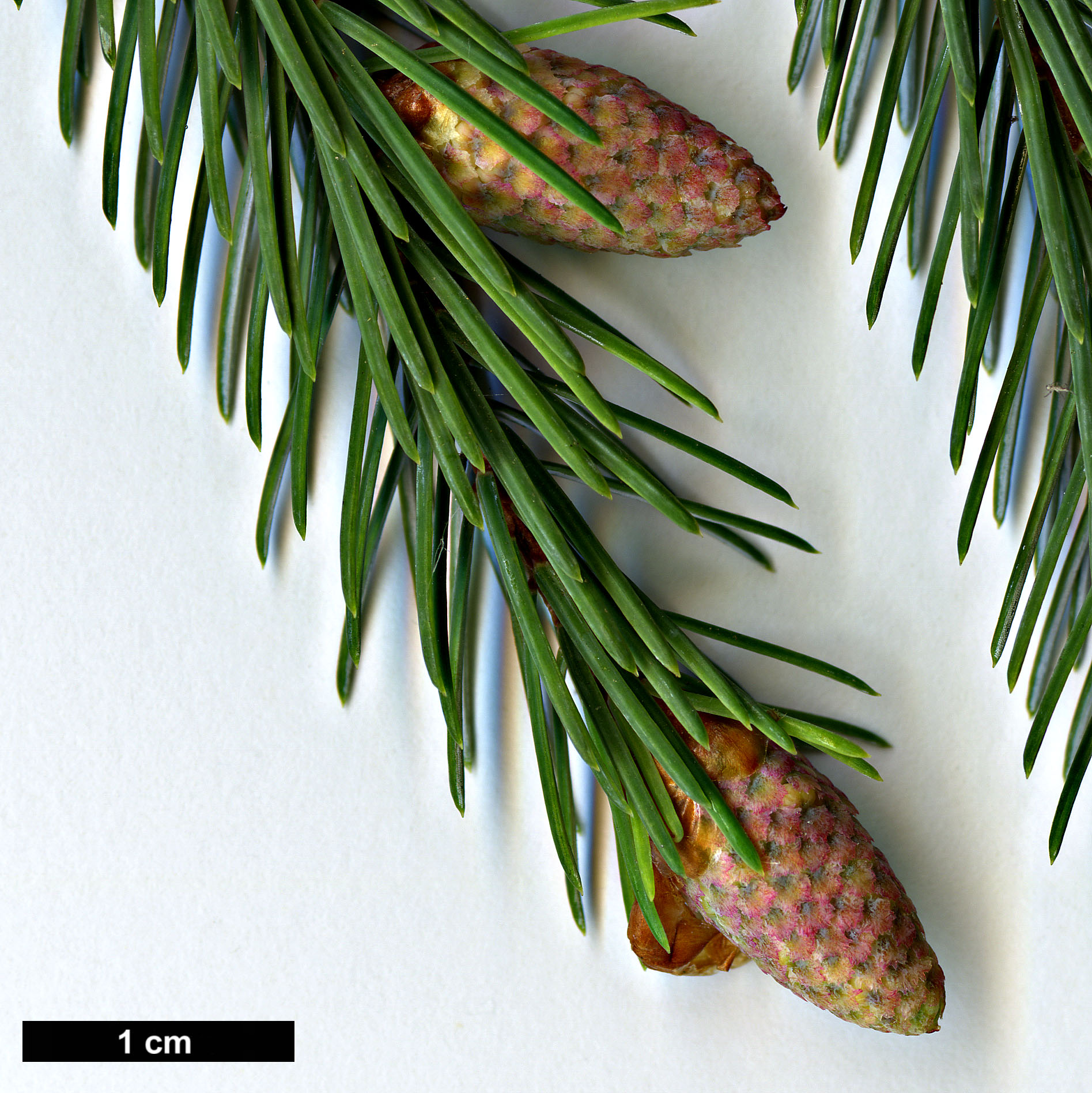 High resolution image: Family: Pinaceae - Genus: Picea - Taxon: farreri