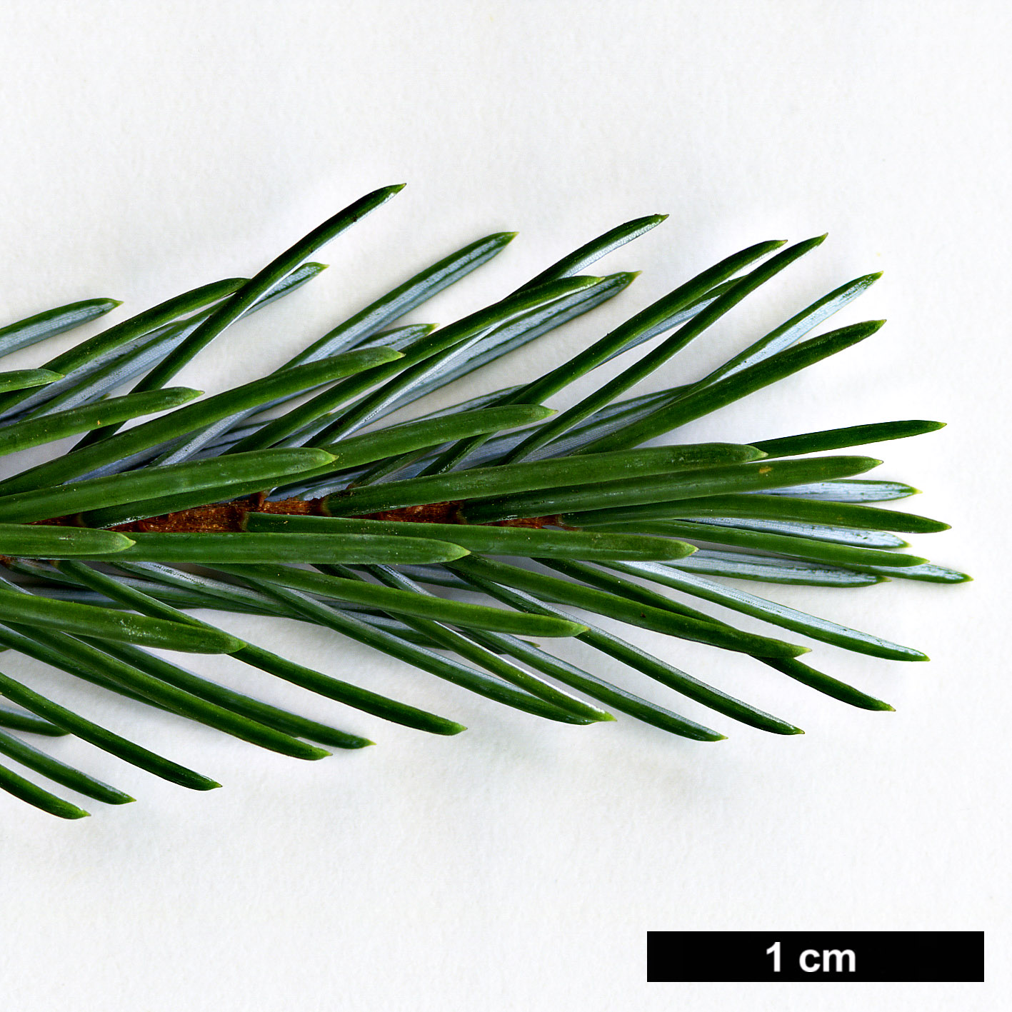 High resolution image: Family: Pinaceae - Genus: Picea - Taxon: farreri