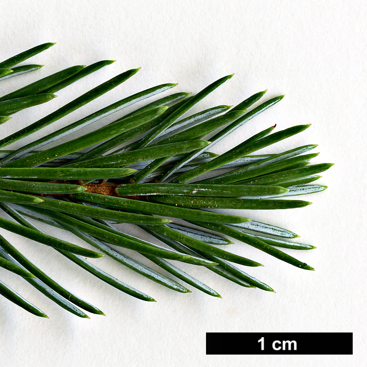 High resolution image: Family: Pinaceae - Genus: Picea - Taxon: farreri