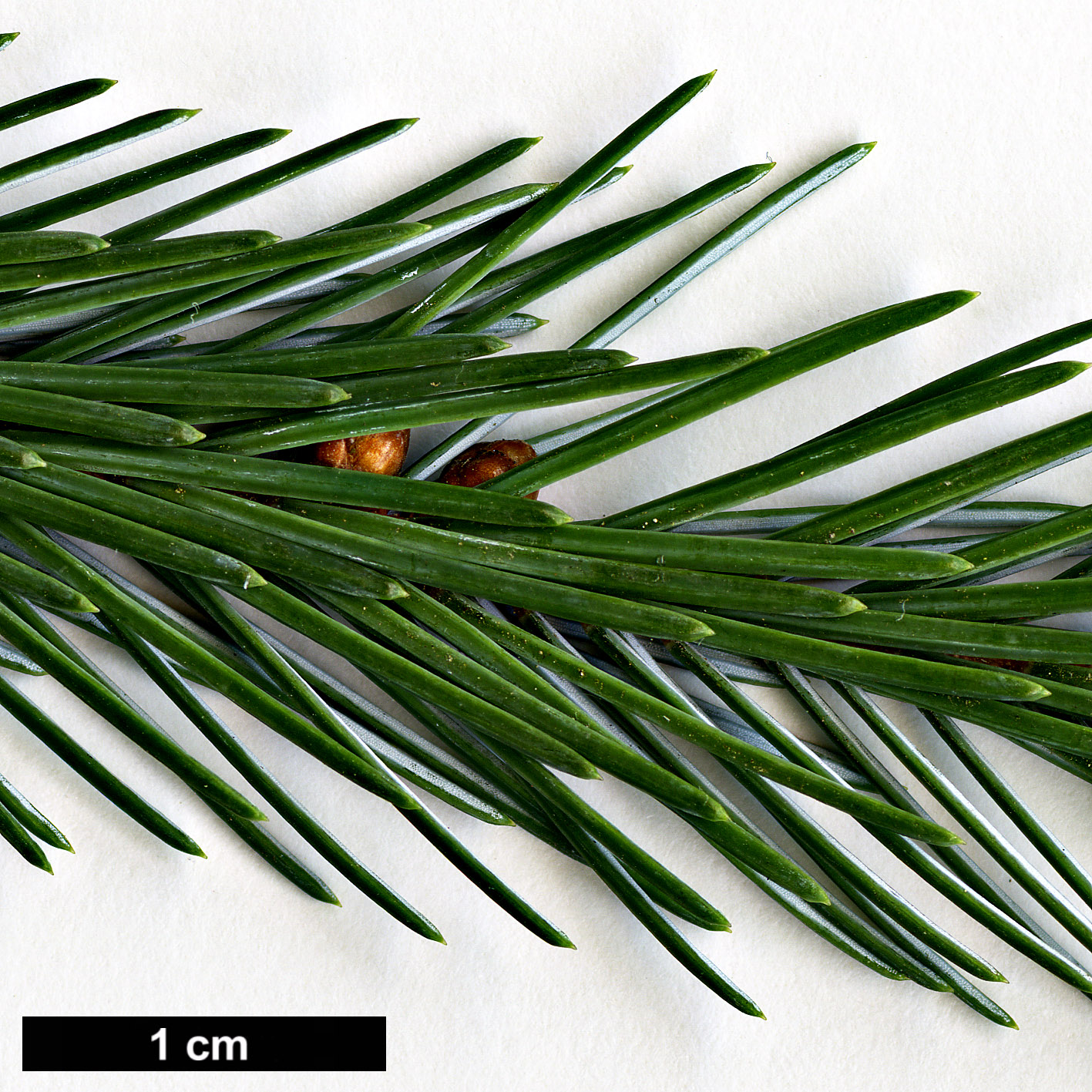 High resolution image: Family: Pinaceae - Genus: Picea - Taxon: farreri