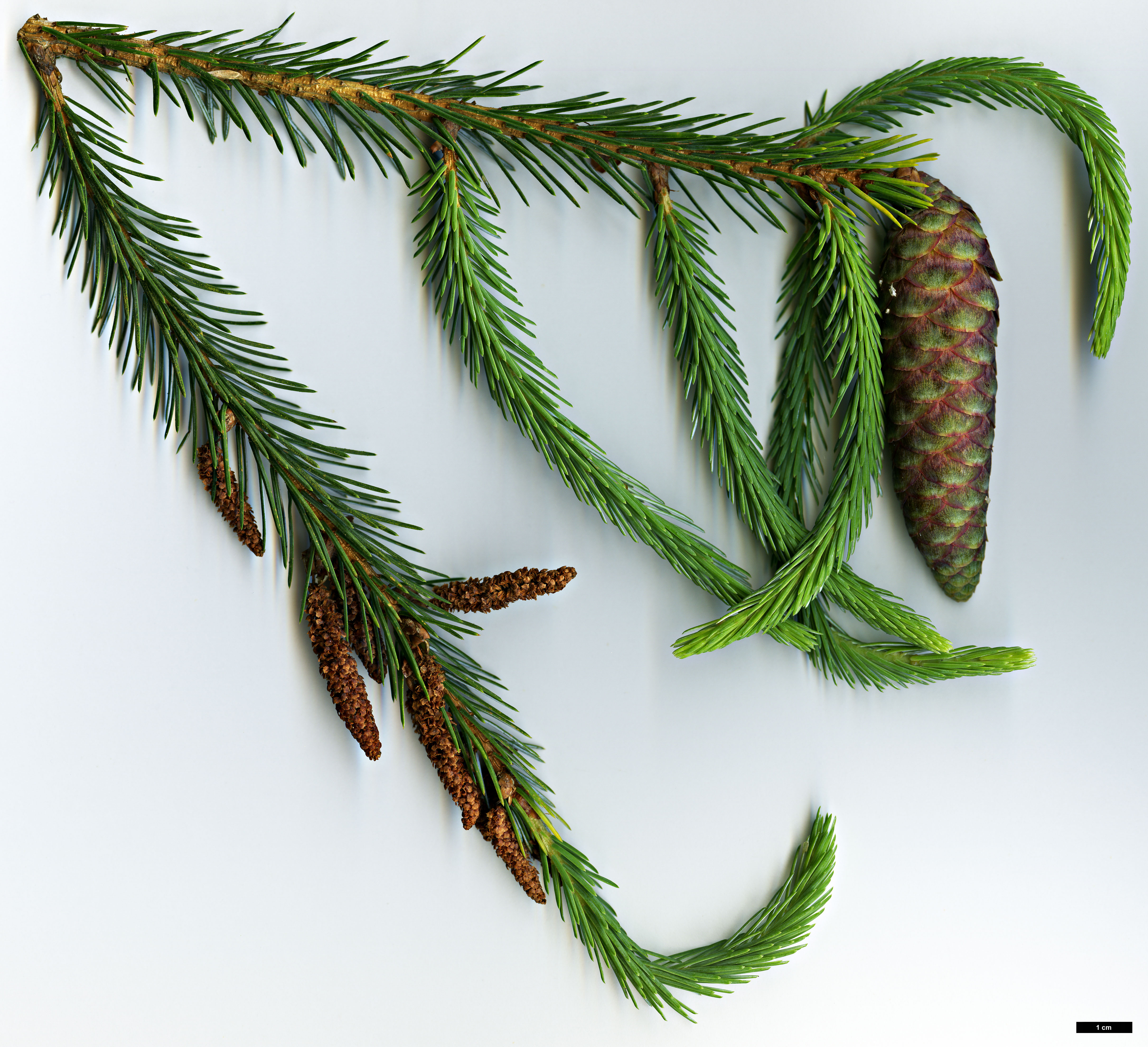 High resolution image: Family: Pinaceae - Genus: Picea - Taxon: farreri