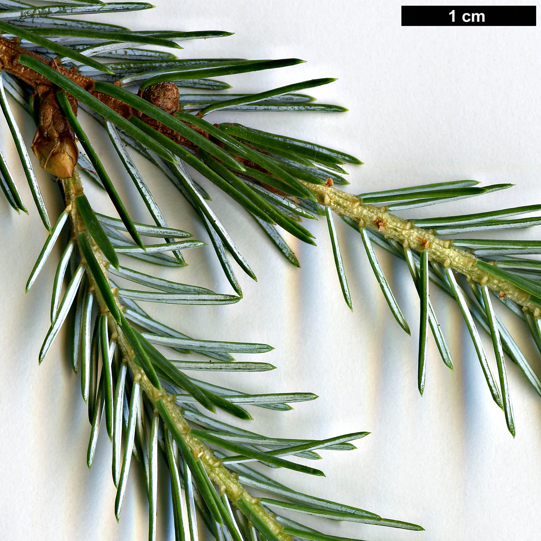 High resolution image: Family: Pinaceae - Genus: Picea - Taxon: farreri