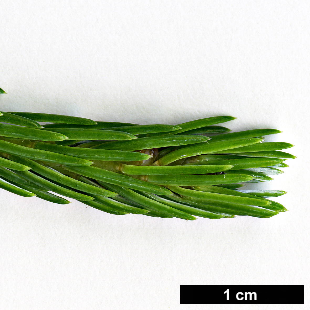 High resolution image: Family: Pinaceae - Genus: Picea - Taxon: farreri