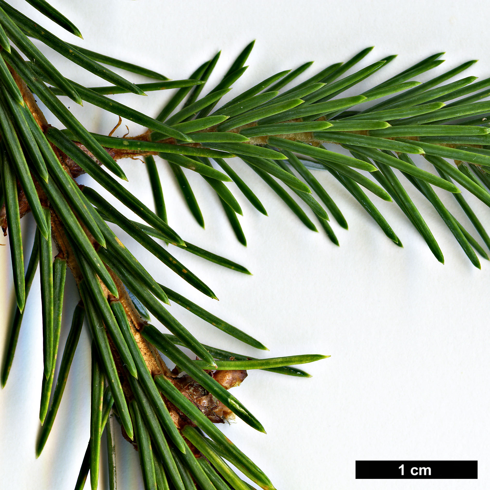 High resolution image: Family: Pinaceae - Genus: Picea - Taxon: farreri