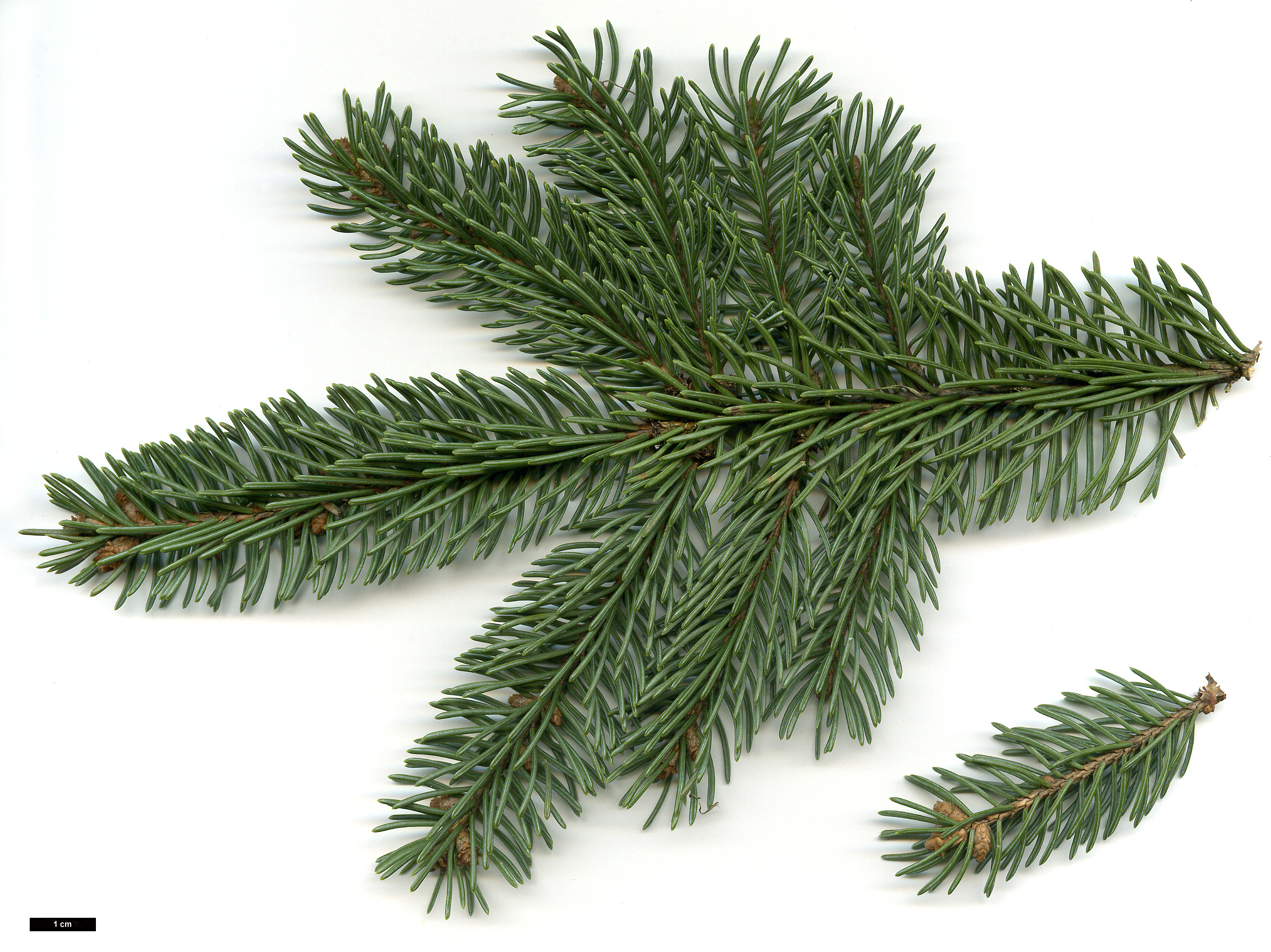 High resolution image: Family: Pinaceae - Genus: Picea - Taxon: glauca