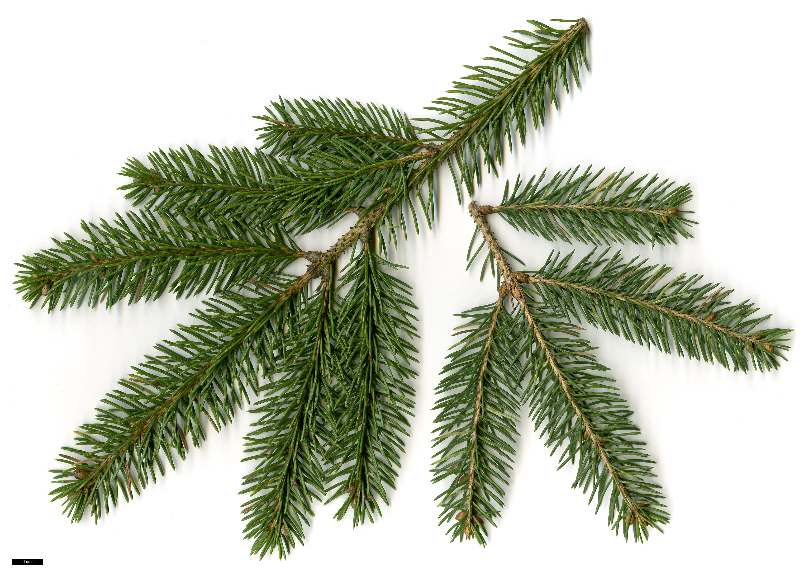 High resolution image: Family: Pinaceae - Genus: Picea - Taxon: glauca