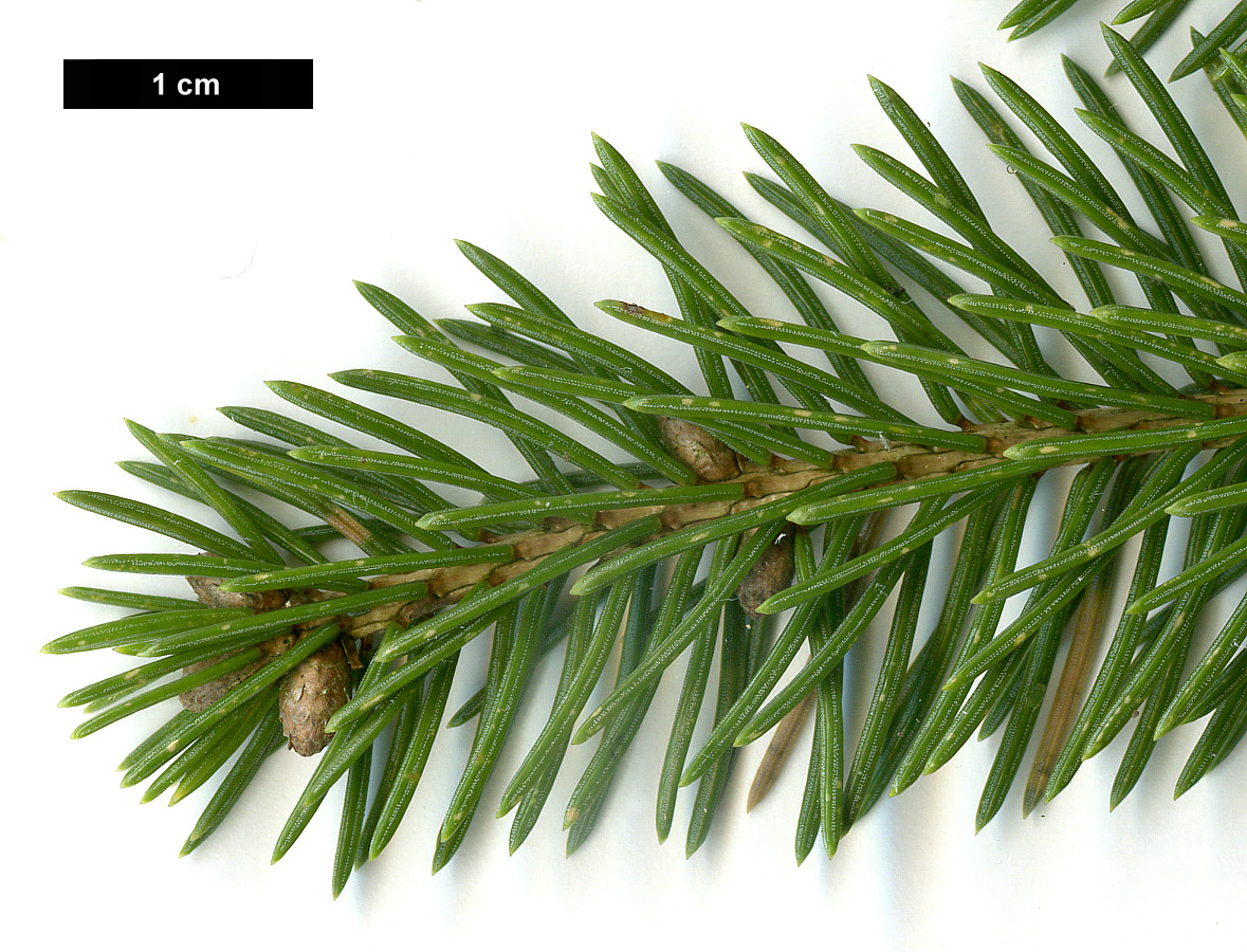 High resolution image: Family: Pinaceae - Genus: Picea - Taxon: glauca