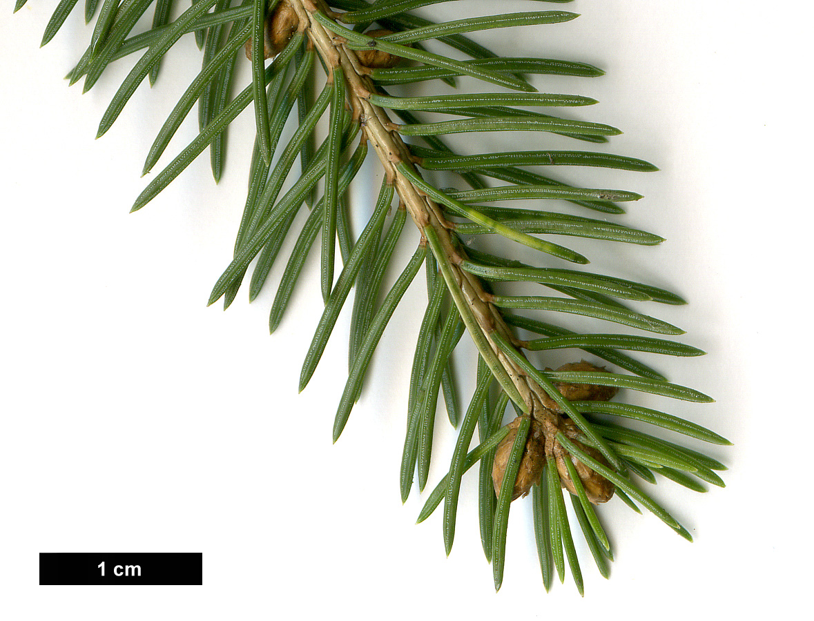 High resolution image: Family: Pinaceae - Genus: Picea - Taxon: glauca