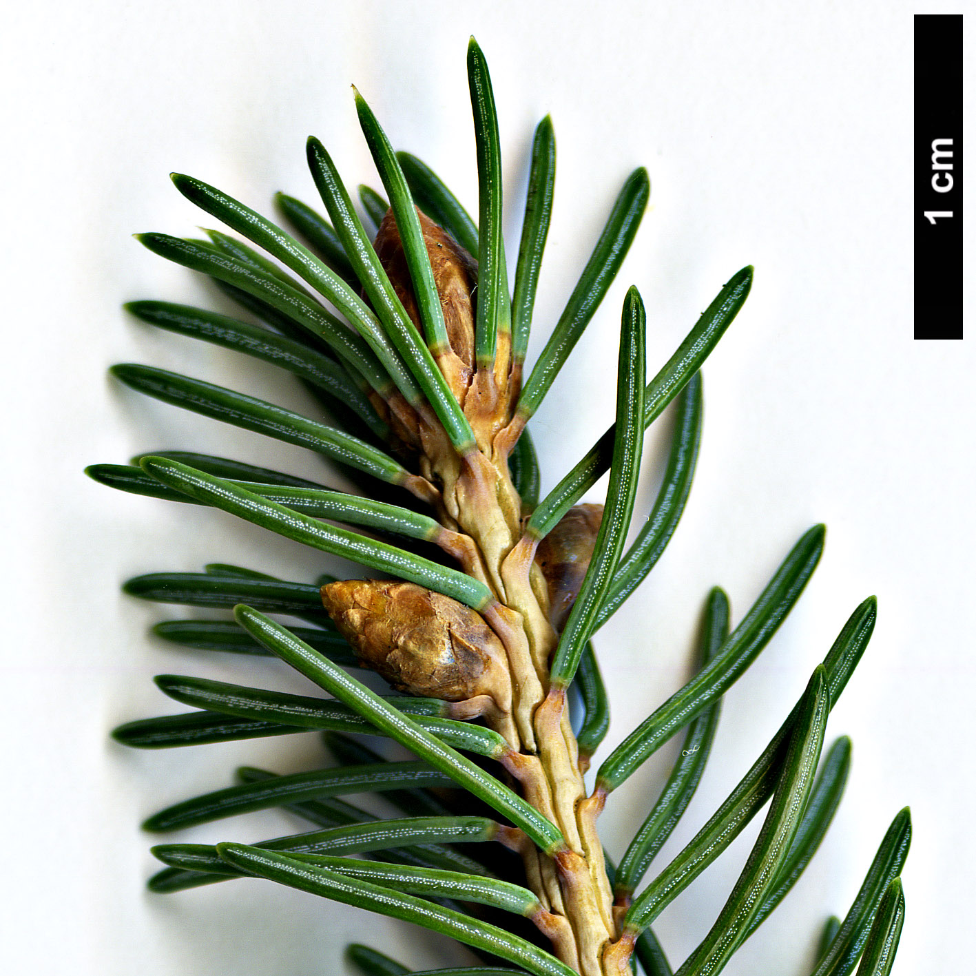 High resolution image: Family: Pinaceae - Genus: Picea - Taxon: glauca