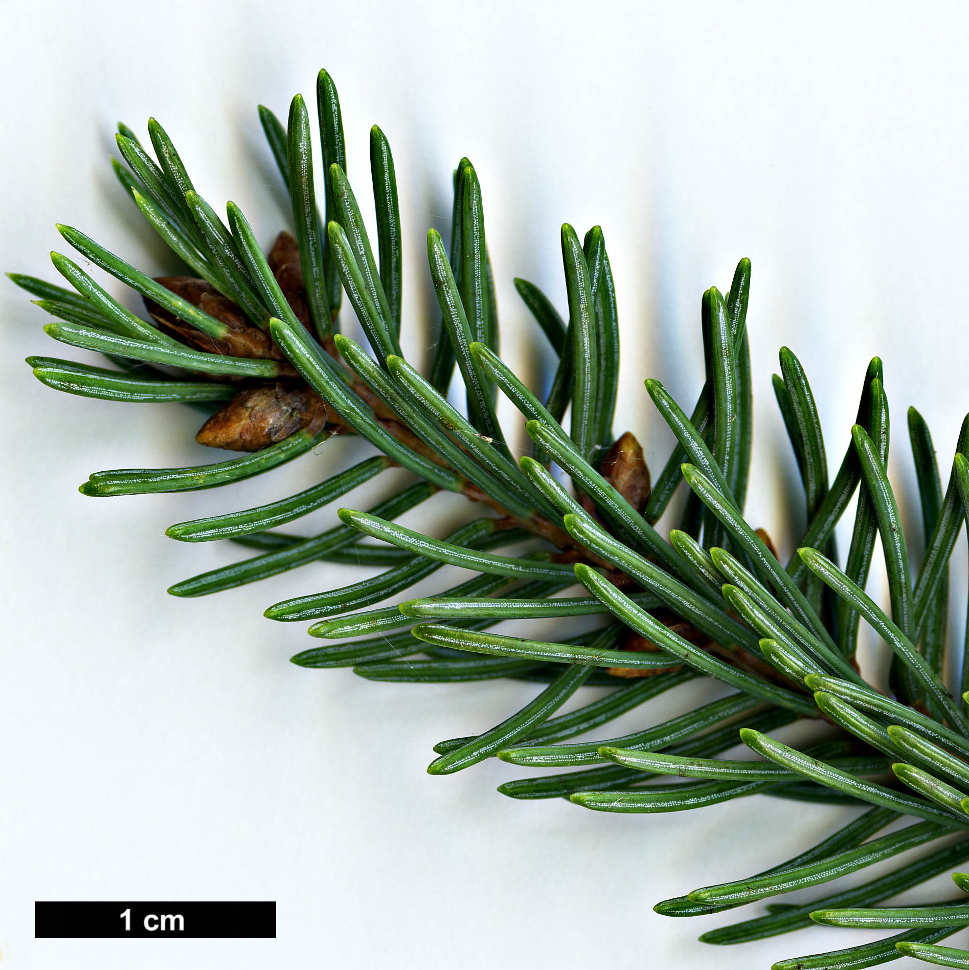 High resolution image: Family: Pinaceae - Genus: Picea - Taxon: glauca