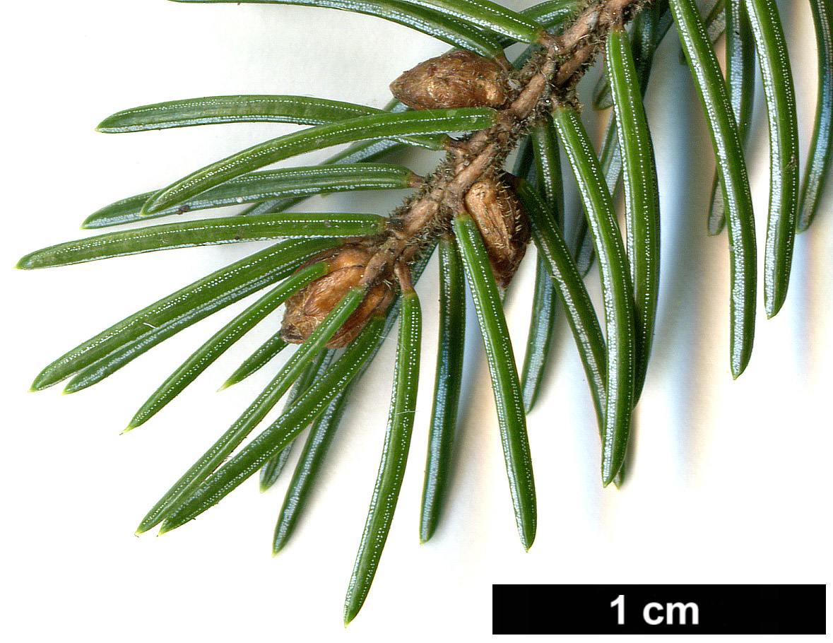 High resolution image: Family: Pinaceae - Genus: Picea - Taxon: glehnii