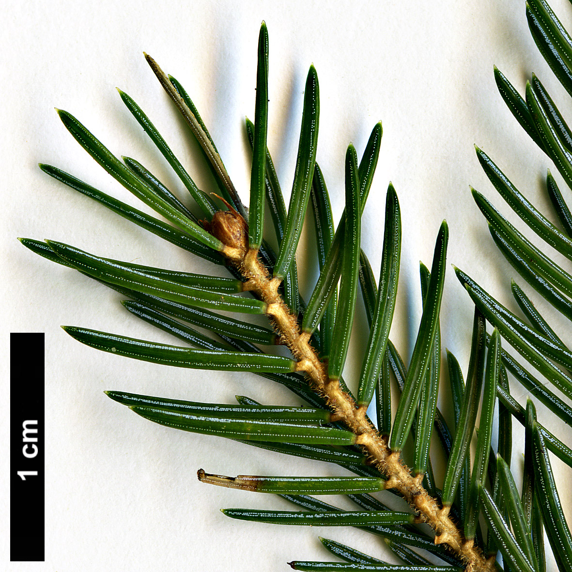 High resolution image: Family: Pinaceae - Genus: Picea - Taxon: glehnii