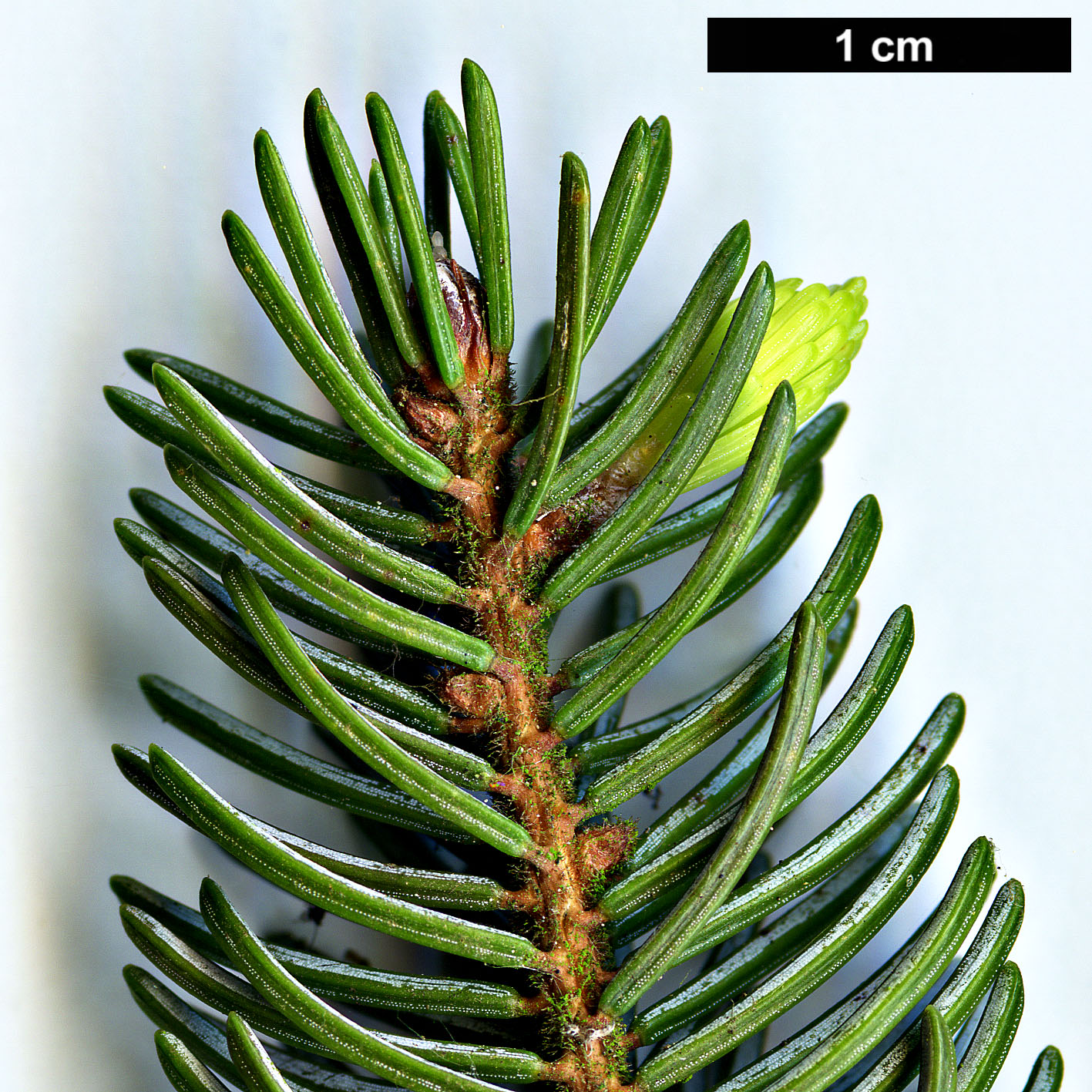 High resolution image: Family: Pinaceae - Genus: Picea - Taxon: glehnii