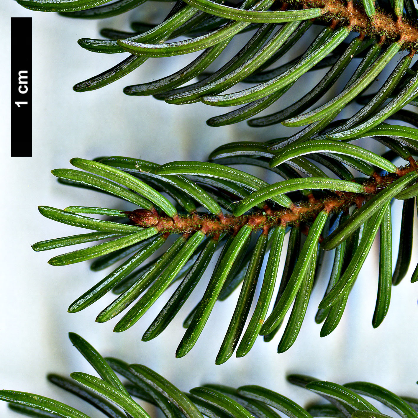 High resolution image: Family: Pinaceae - Genus: Picea - Taxon: glehnii