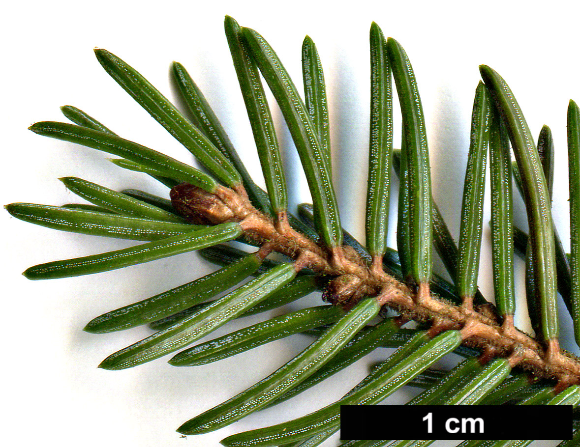 High resolution image: Family: Pinaceae - Genus: Picea - Taxon: glehnii