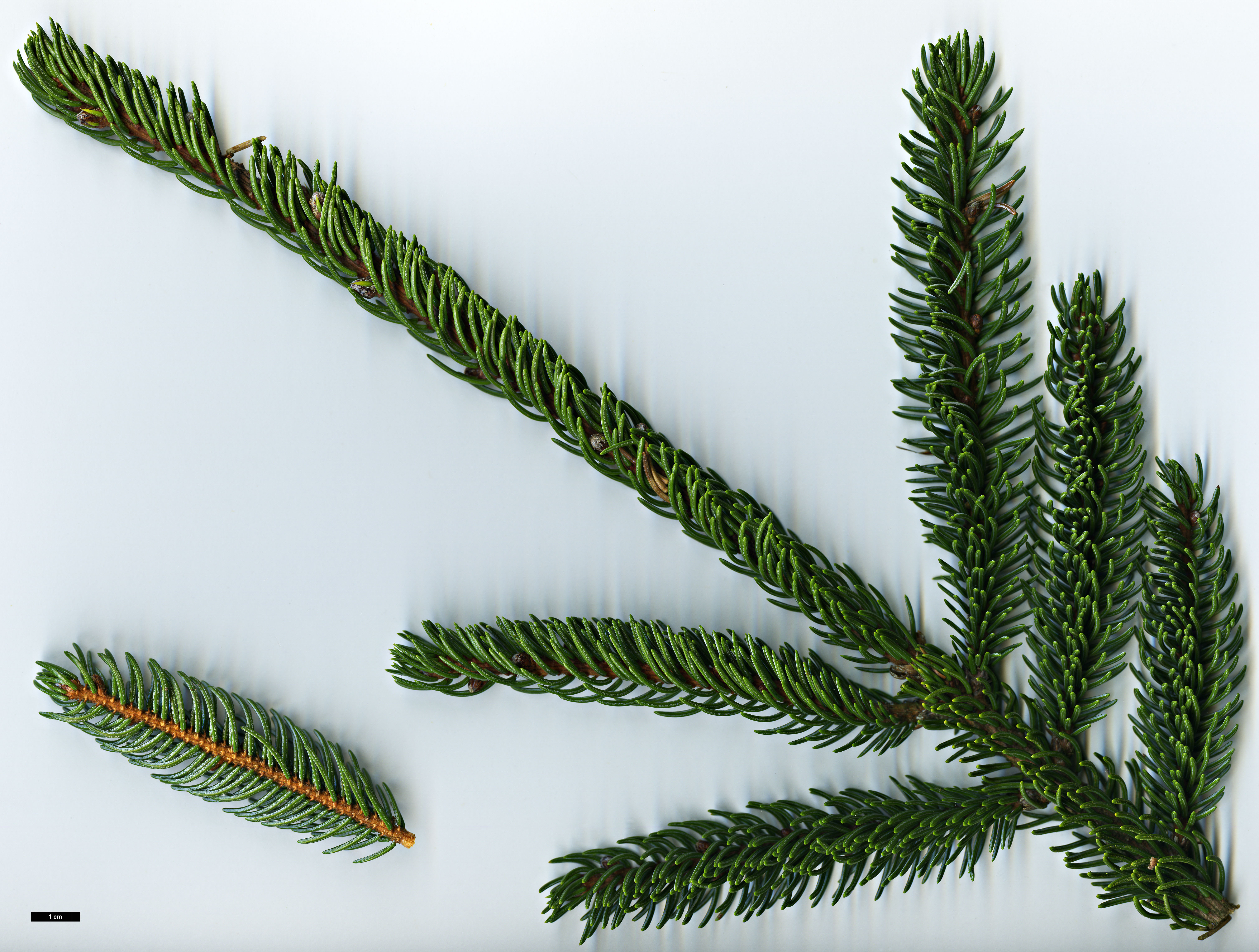 High resolution image: Family: Pinaceae - Genus: Picea - Taxon: glehnii