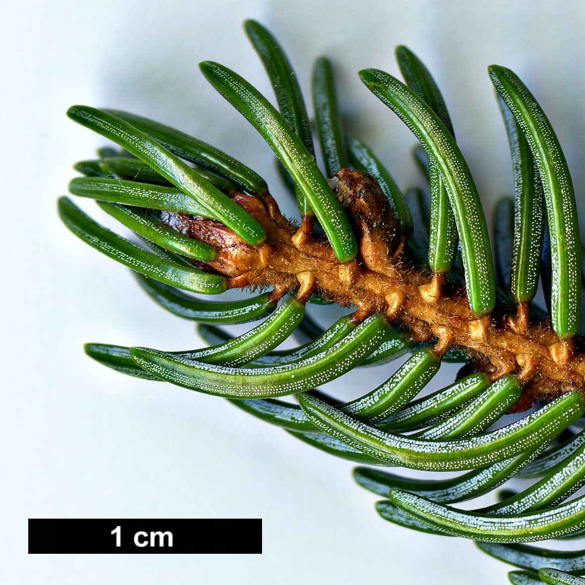 High resolution image: Family: Pinaceae - Genus: Picea - Taxon: glehnii