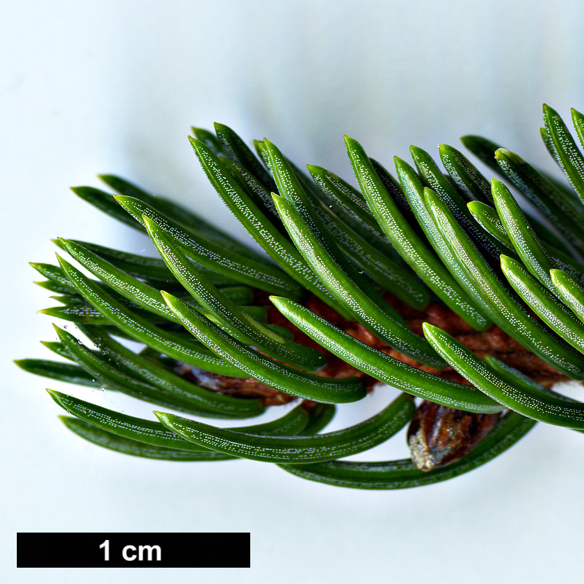 High resolution image: Family: Pinaceae - Genus: Picea - Taxon: glehnii