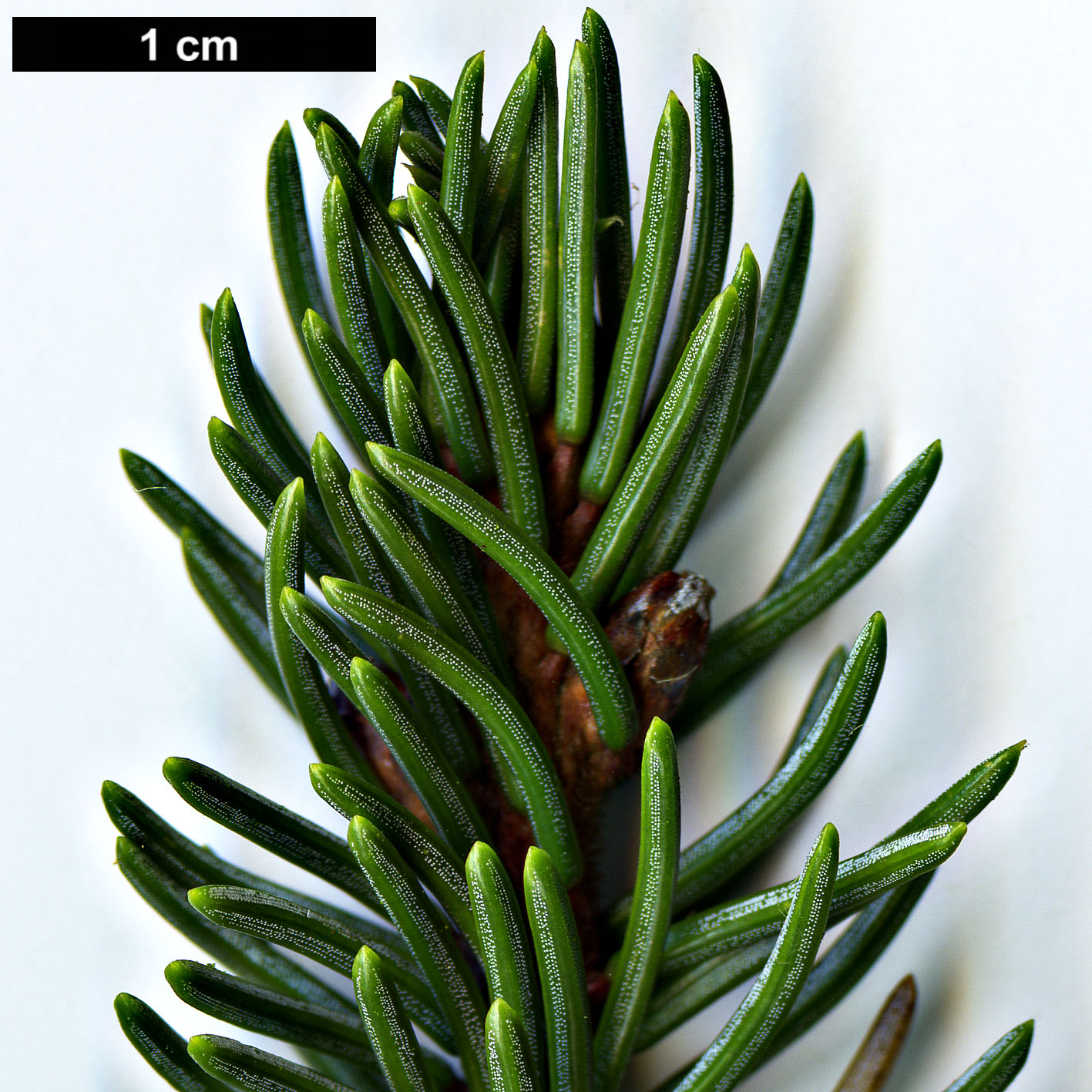 High resolution image: Family: Pinaceae - Genus: Picea - Taxon: glehnii