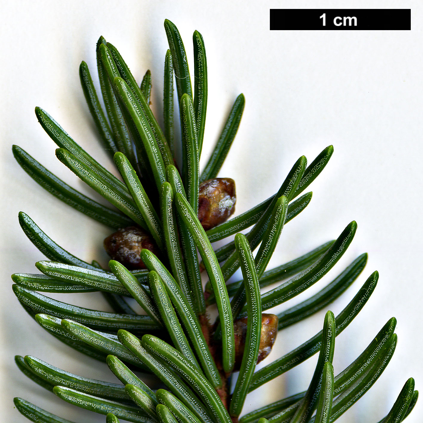 High resolution image: Family: Pinaceae - Genus: Picea - Taxon: glehnii