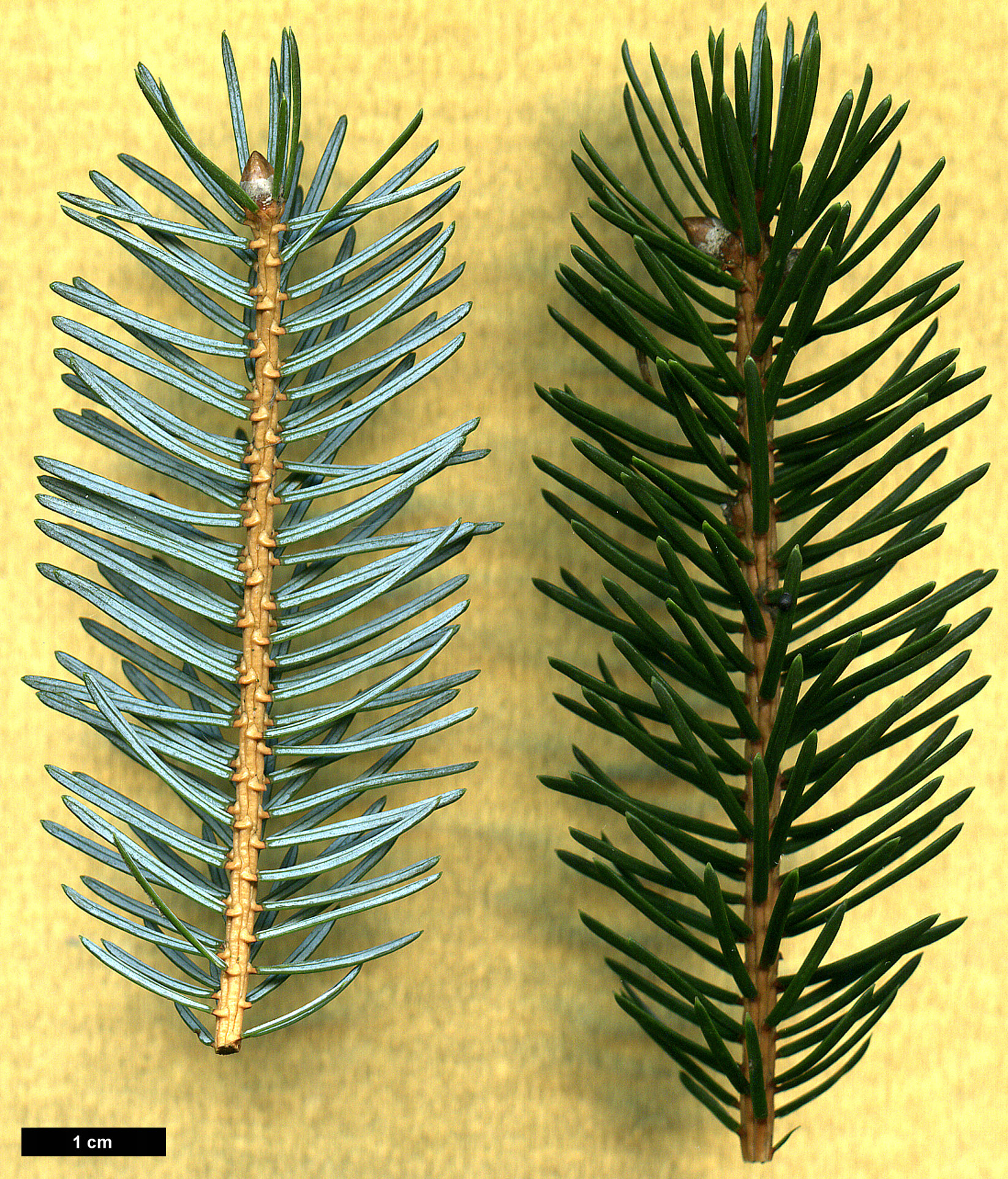 High resolution image: Family: Pinaceae - Genus: Picea - Taxon: jezoensis